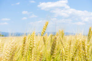 コモディティETFとは?どんなリスクがある?