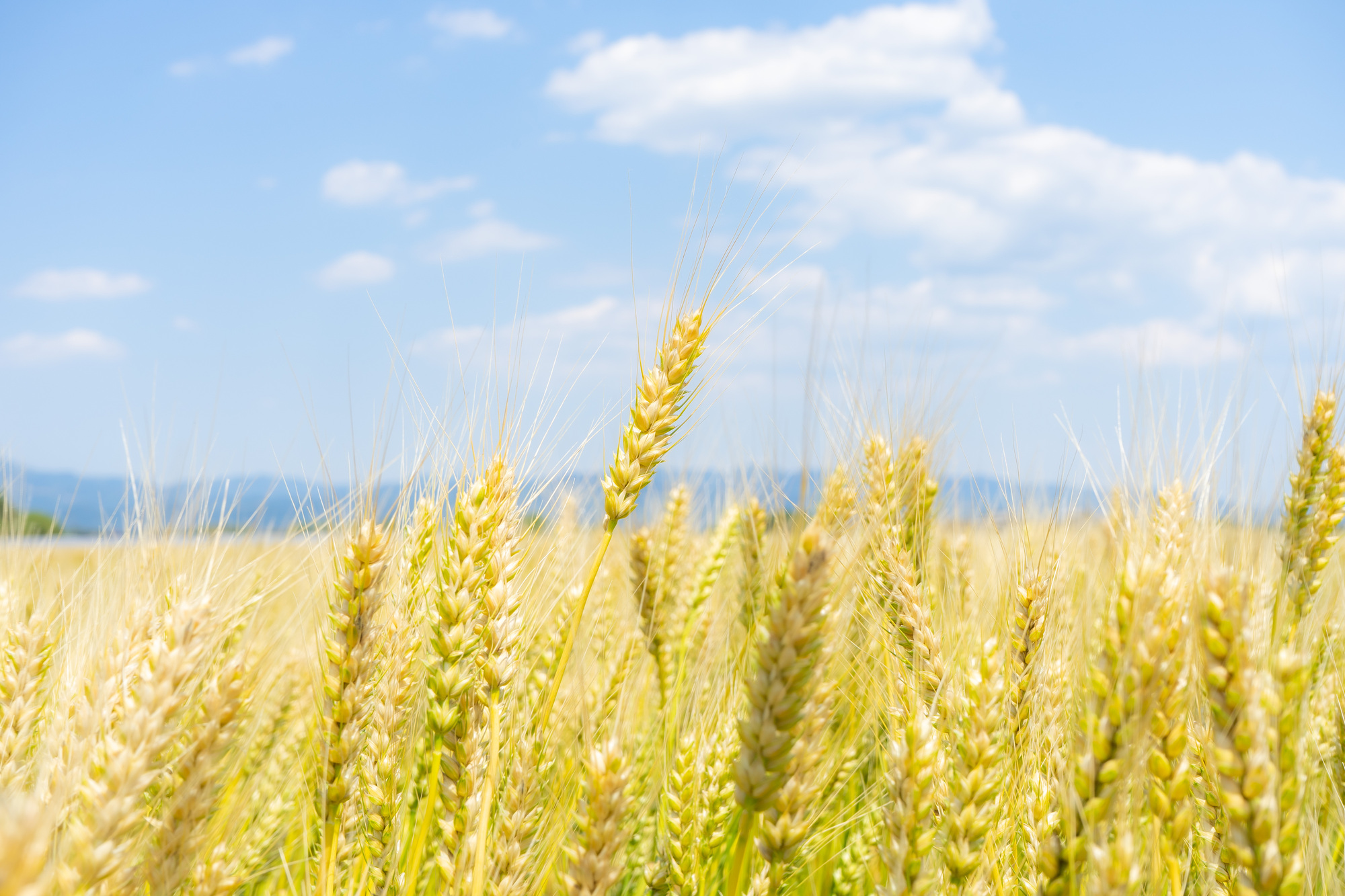 コモディティETFとは？どんなリスクがある？